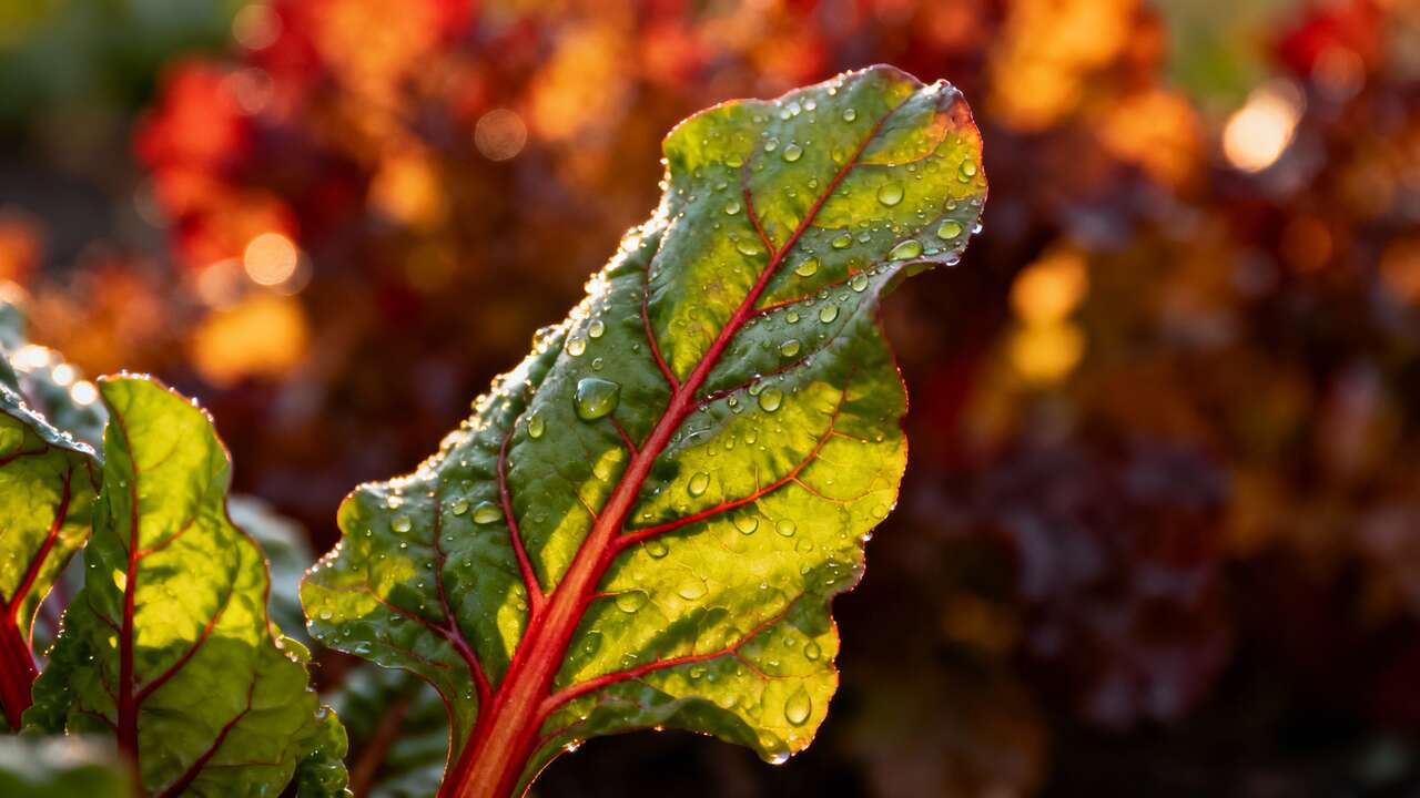 Discover the Hidden Fall Seed for Nutritious and Crisp Leaves All Season Long
