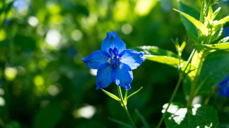Discover the Blue Flower that Repels Slugs and Snails Naturally Without Harmful Chemicals