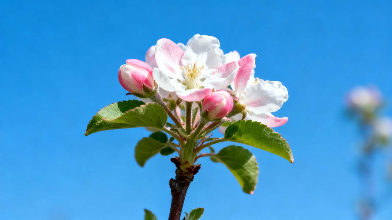 Caring for a Young Cortland Apple Tree in Bloom: Tips for a Thriving Backyard Orchard